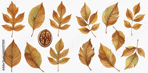 A beautiful watercolor collection of various brown and yellow autumn leaves and a single walnut half.