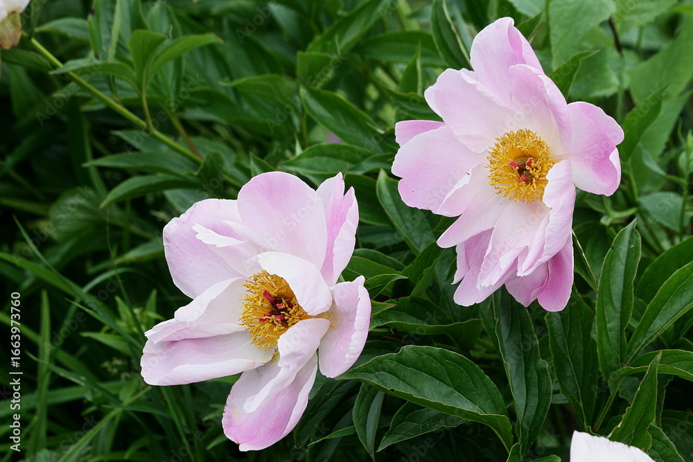 Fototapeta premium A Gentle Bloom of Shell-Pink Grace, Unfolding with Quiet Elegance in the Garden Air