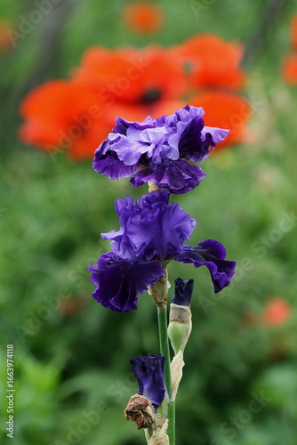 Where the Violet Petals Meet the Scarlet Fire of the Poppy Garden Beyond