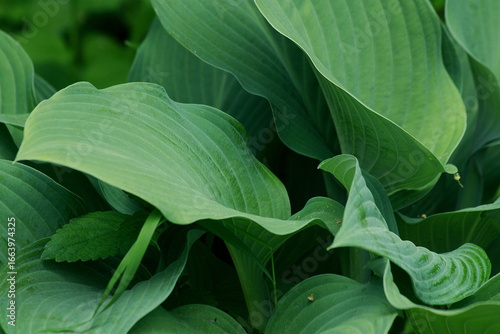Beneath the Broad Green Canopy Where the Giant Hostas Dream in Summer Shade