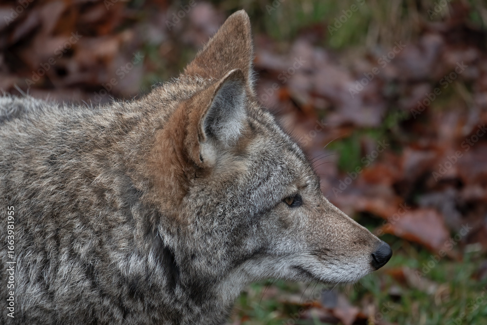 Coyote Close-Up (Canis latrans) Wildlife Photography Coyote Close-Up (Canis latrans) Wildlife Photography