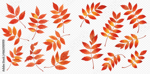 A beautiful collection of hand-painted watercolor autumn rowan leaves in shades of red, orange, and yellow.
