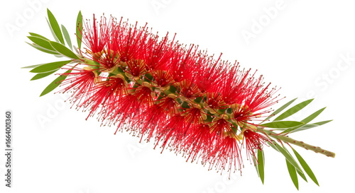 Foto Red Bottlebrush Flower Isolated on Black