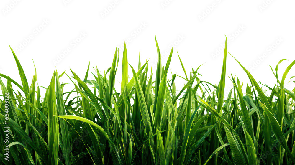 Fototapeta premium Fresh green grass blades, vibrant and lush, isolated on white background for designs and presentations.