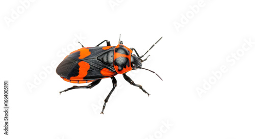 Red and Black Milkweed Bug Close-Up