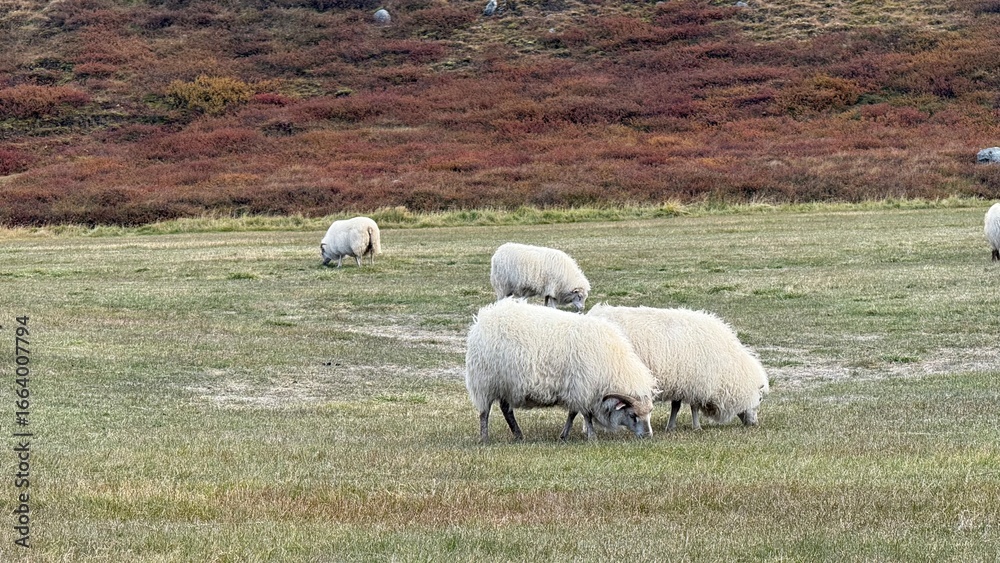 Fototapeta premium sheep in the field