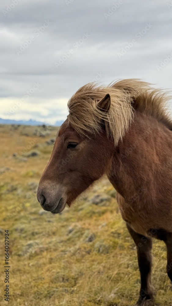 Fototapeta premium Icelandic Horses in field in Iceland