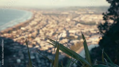 Blades of grass on the top of mount Maganui, New Zealand.