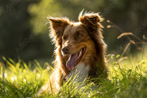 Fototapeta Naklejka Na Ścianę i Meble -  Happy Australian Shepherd red bi enjoying summer sun in meadow