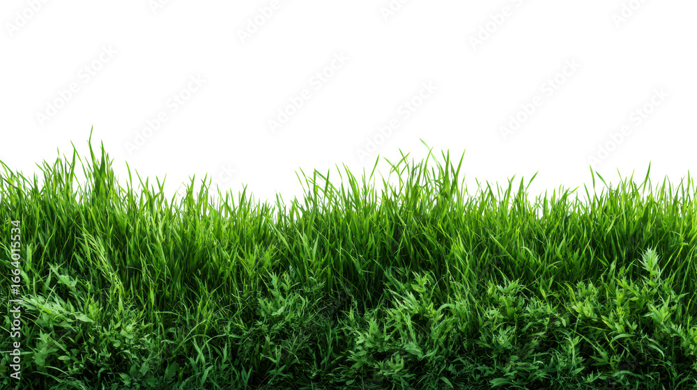 Fototapeta premium Vibrant green grass isolated on a white background, perfect for landscaping designs and natural themes.