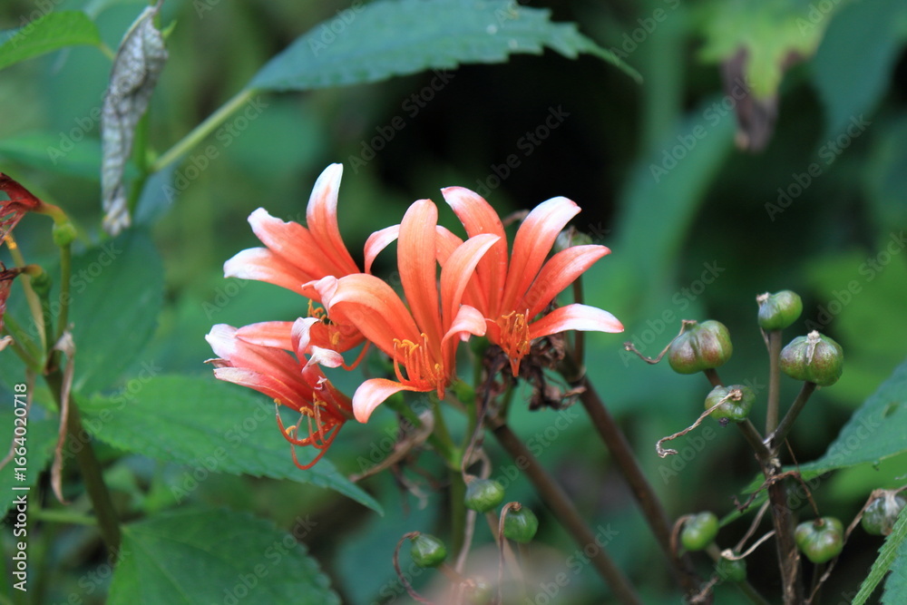 Obraz premium キツネノカミソリ