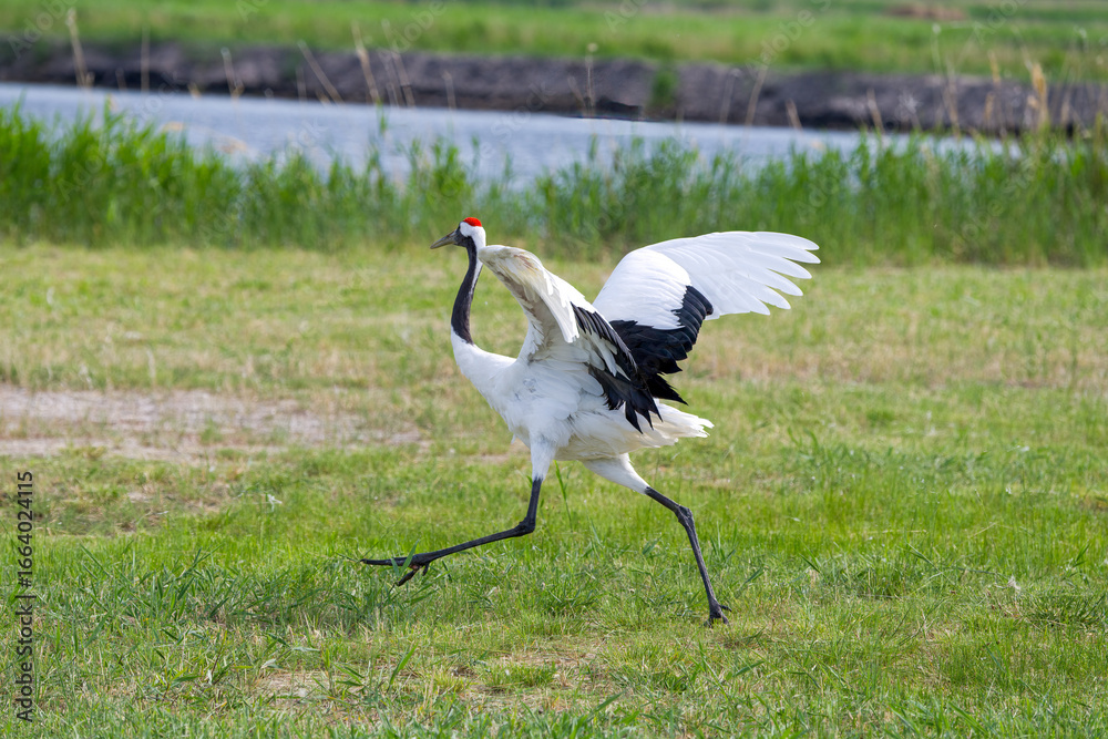 Fototapeta premium The red-crowned cranes flying in the Momoge National Nature Reserve, Jilin Province, China.