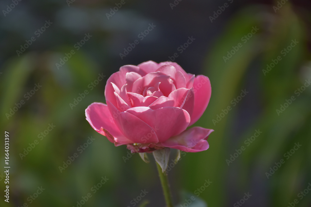 custom made wallpaper toronto digitalpink rose with stem and leaves