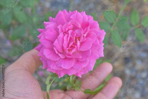 
Spring flowers, pink roses, leaves and buds on old house background after rain. Blurred background, natural and well-maintained outdoor garden. Can be used as wallpaper.