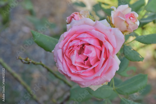 Roses blooming in the garden, abstract and beautiful illustration wallpaper for website background.