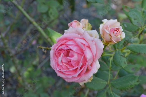 An elegant selection of pink roses in an organic garden. It is a natural and well-maintained outdoor garden. as wallpaper For abstract website backgrounds 