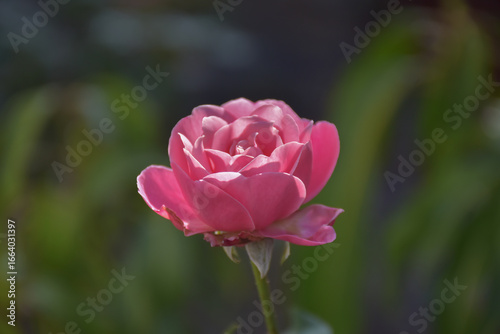 pink rose with stem and leaves	
