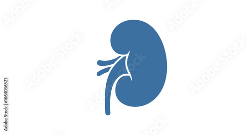 Kidney Symbol in Medical Iconography a Vital Organ Depicted with a Clean Simple Aesthetic