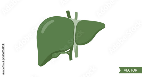 Representation of human liver anatomy with vessels, showcasing hepatic structure and function