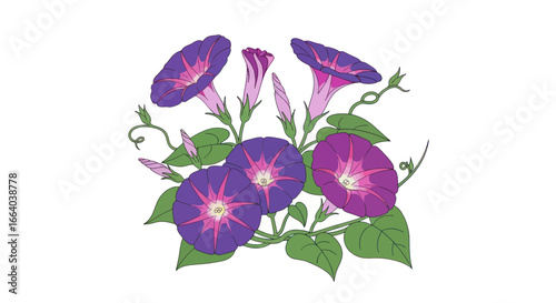 Elegant morning glory illustration, vibrant purple blooms and climbing tendrils on white background