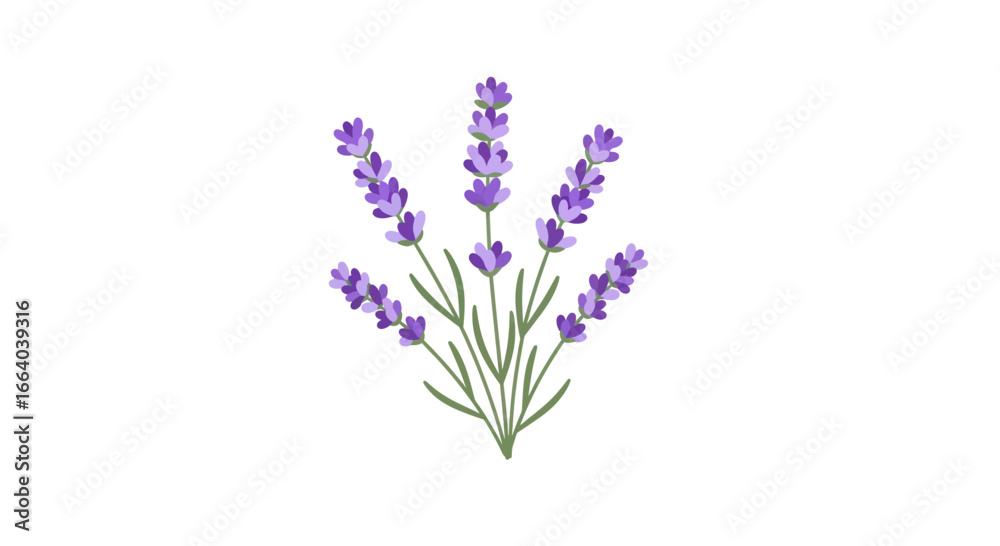 Fototapeta premium Delicate sprigs of lavender in a minimal vector illustration on white backdrop