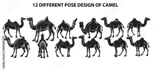 Ships of the Desert – Camel Endurance