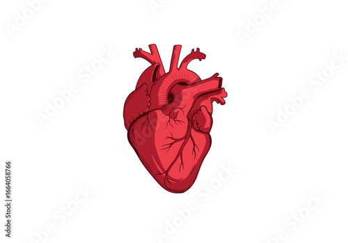 Anatomical illustration of a vibrant red human heart on a pure white background showcasing arteries and veins in detail
