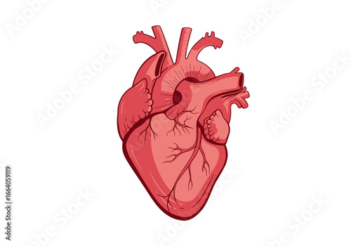 Anatomical illustration of a human heart showing major arteries and veins with intricate detailing and a clean white background ideal for medical education and scientific resources