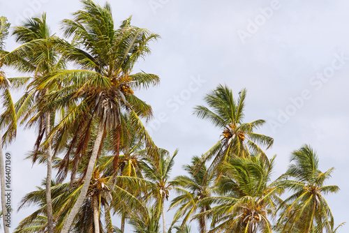 Wallpaper Mural palm tree against blue sky Torontodigital.ca