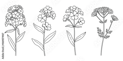 Botanical Line Art Illustration of Four Floral Specimens: Phlox and Yarrow Flowers