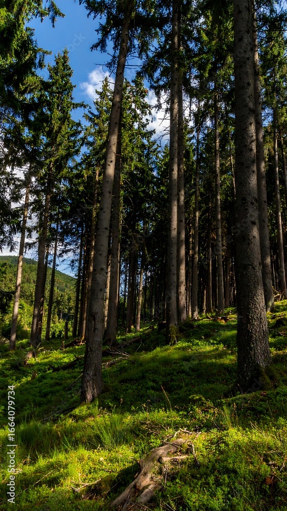 Obraz premium Lush forest path under bright sun