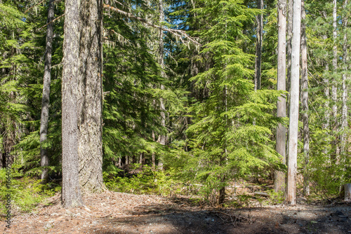 Pine tree trunks in a dense pine woodland area, with pine needles covering the forest floor. 