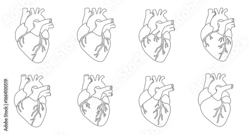 Eight anatomical heart illustrations in different rotated positions