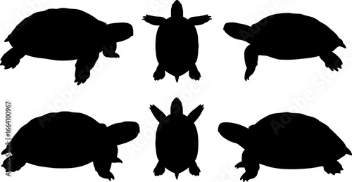 turtleturtle top view silhouette on white background vector