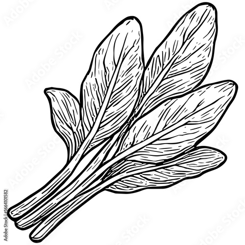 Spinach Leaves