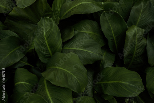 Nature leaves, green tropical forest, backgound illustration concept