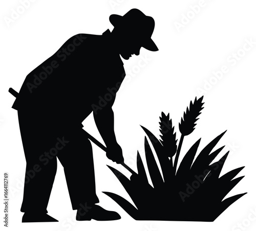 Silhouette of a farmer working in the field harvesting wheat crop