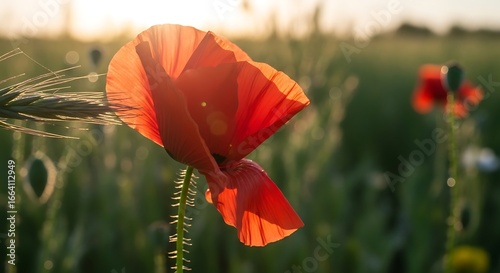 Beautiful Red Poppy Flower in a Green Field During a Golden Sunset.