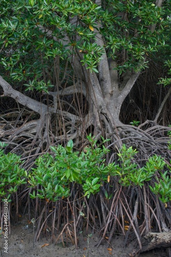 Mangrobes with a lot of roots