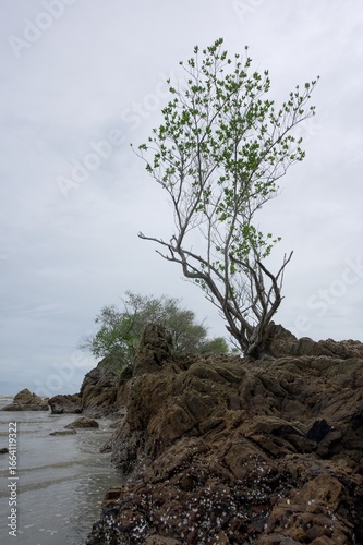 Two trees are growing on the stone in the sea