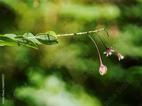 water drop on a leaf