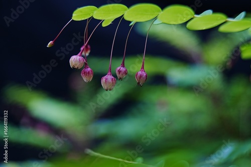 Flowers with a stem is hanging from a leaf