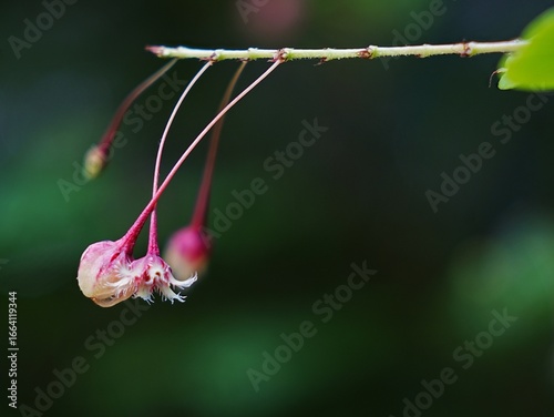 Four flowers with a stem is hanging from a leaf