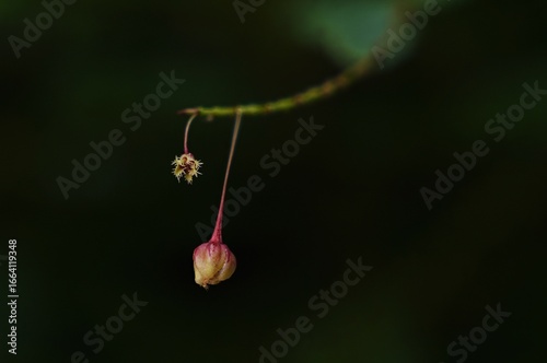 Two flowers with a stem is hanging from a leaf