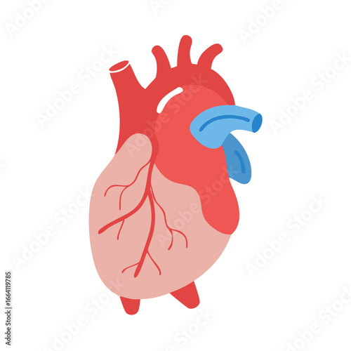 Anatomical heart illustration with vessels on black background