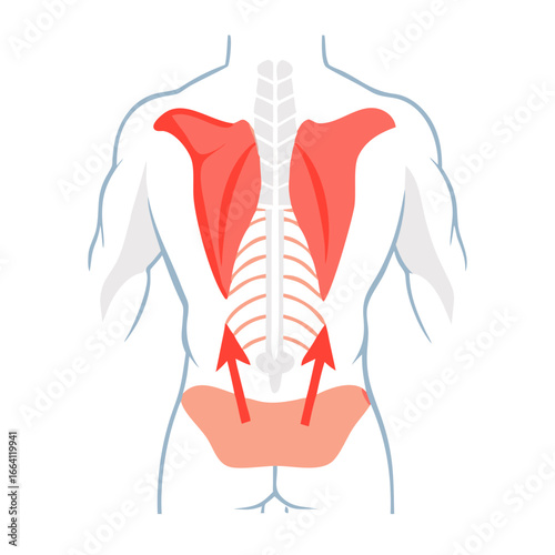 Human back anatomy illustration with muscles and skeletal structure