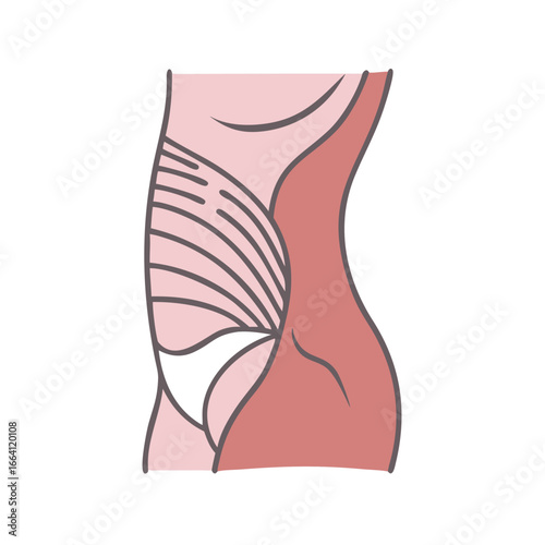 Illustration of muscular human abdomen and stomach region anatomy
