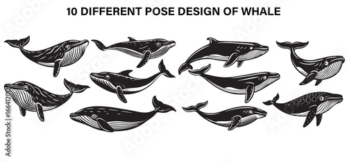 Giants of the Ocean – Whale Majesty