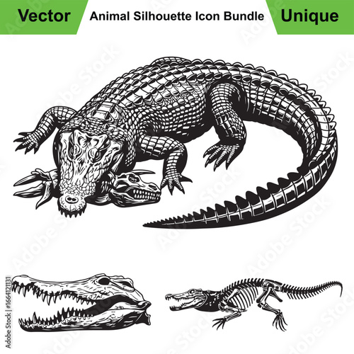 Crocodile Anatomy Set with Death Roll Pose, Skull, and Skeleton
