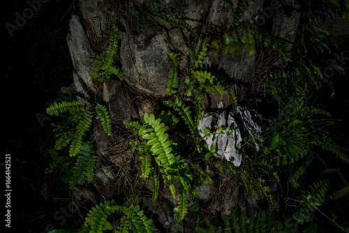 Lush green ferns grow on the forest floor, surrounded by trees and moss in the woods